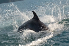 Dolphin