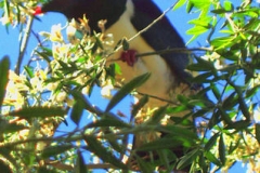 Wood Pidgeon