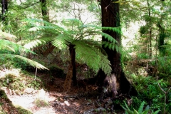 Native forest an Moncrief