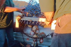 Scallops in the dredge